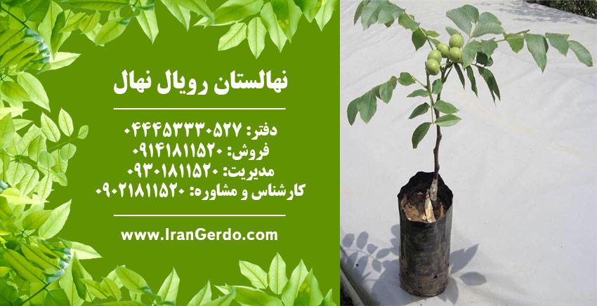 نهال گردو چندلر پیوندی