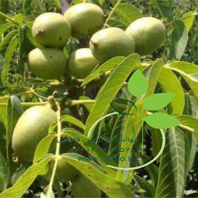 نهال گردو سانلند پیوندی