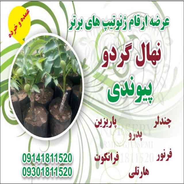 نهال گردو سانلند پیوندی