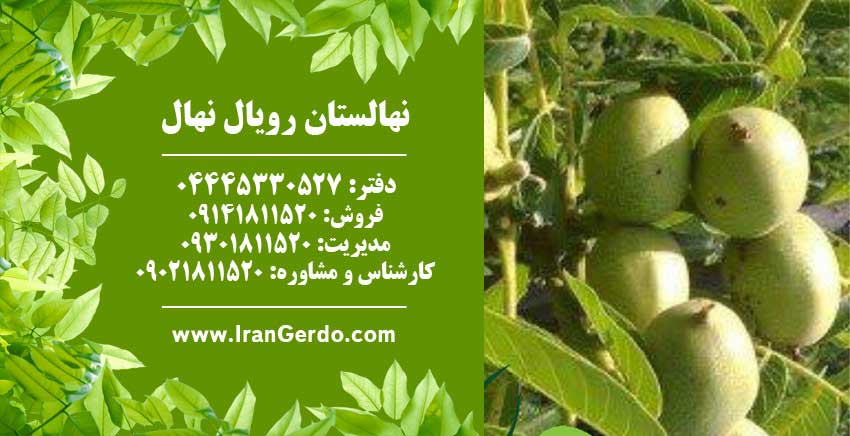 نهال گردو سانلند پیوندی