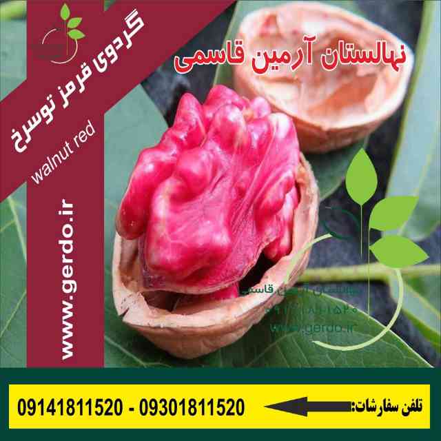 نهال گردو تو سرخ پیوندی 