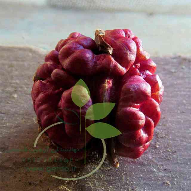 نهال گردو تو سرخ پیوندی 