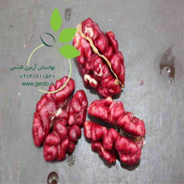 نهال گردو تو سرخ پیوندی 
