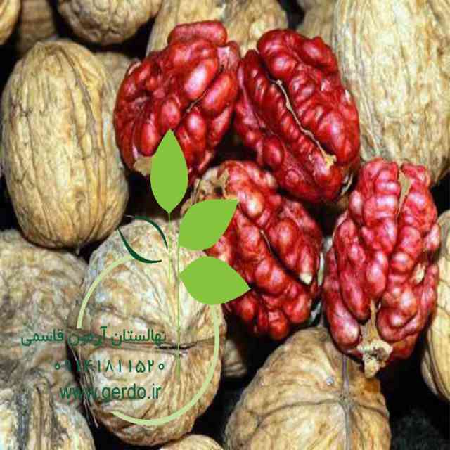 نهال گردو تو سرخ پیوندی 