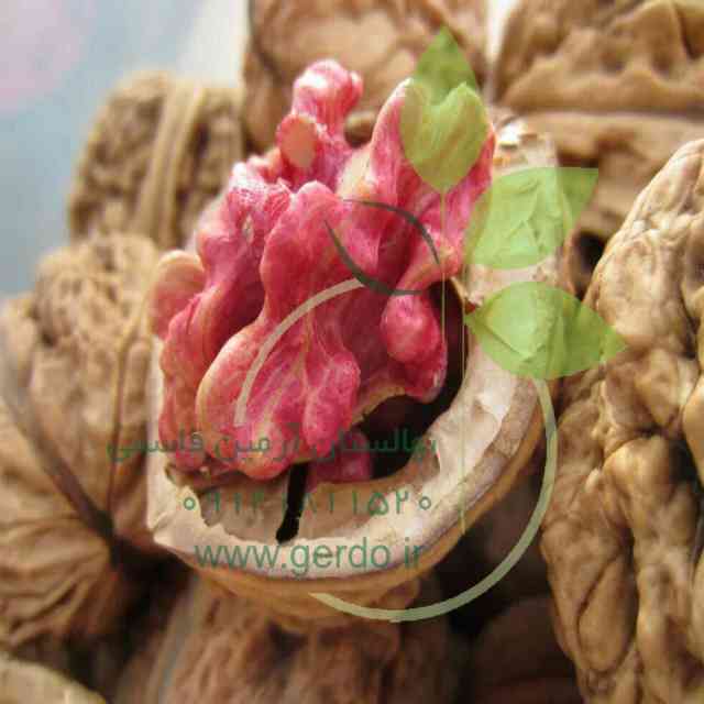 نهال گردو تو سرخ پیوندی 