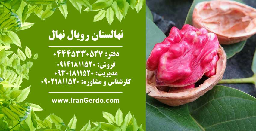 نهال گردو تو سرخ پیوندی 