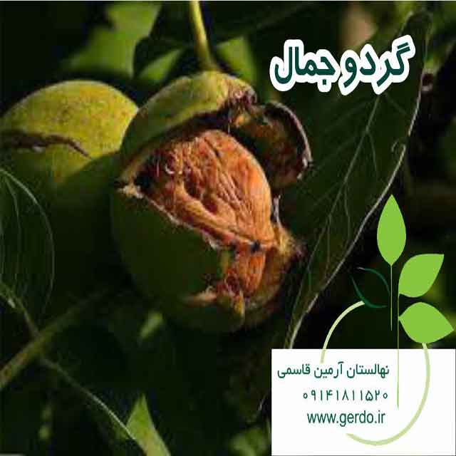 نهال گردو رقم جمال پیوندی 
