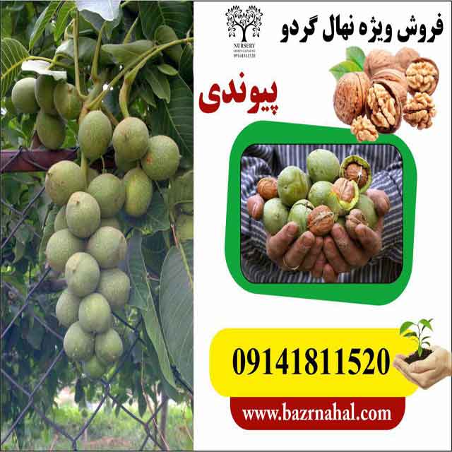 نهال گردو رقم جمال پیوندی 