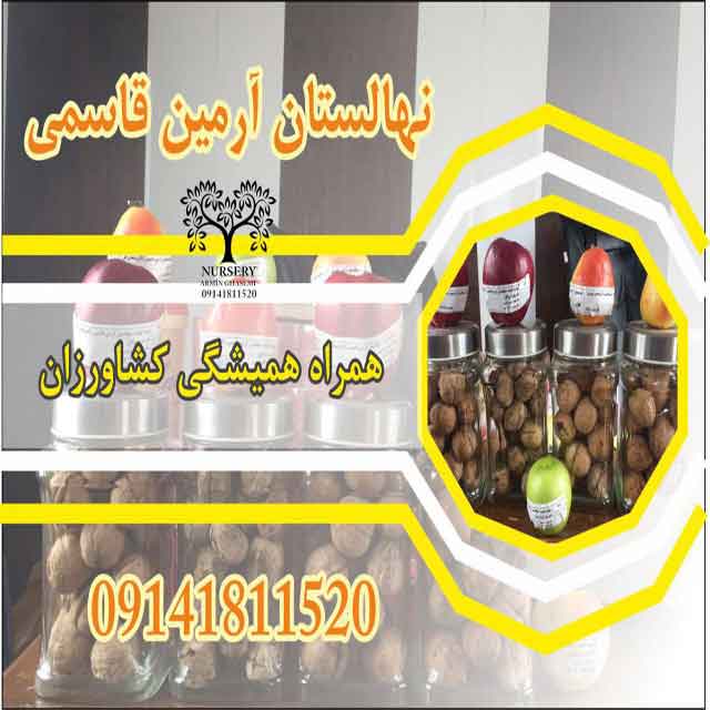 نهال گردو رقم جمال پیوندی 
