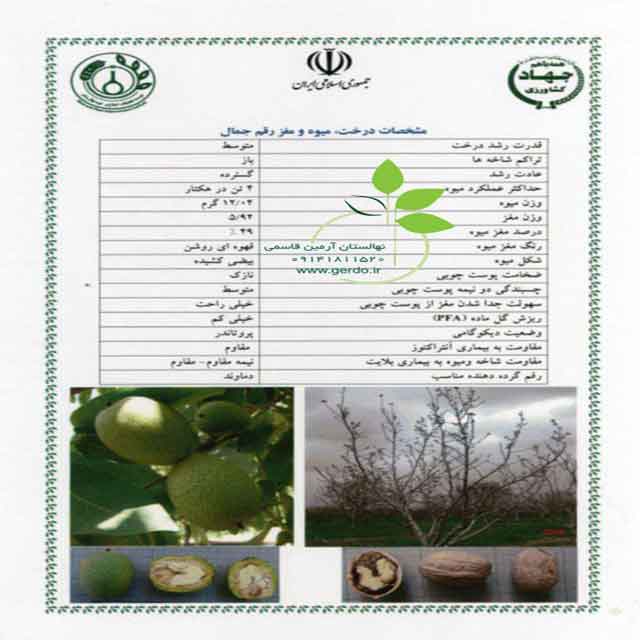 نهال گردو رقم جمال پیوندی 