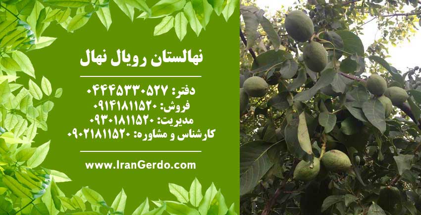 نهال گردو رقم جمال پیوندی 