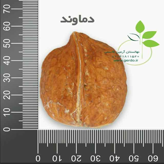 نهال گردو دماوند 