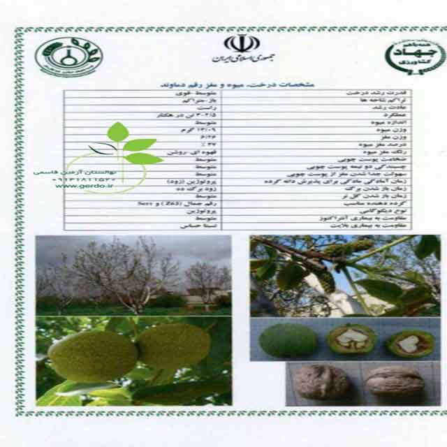 نهال گردو دماوند 
