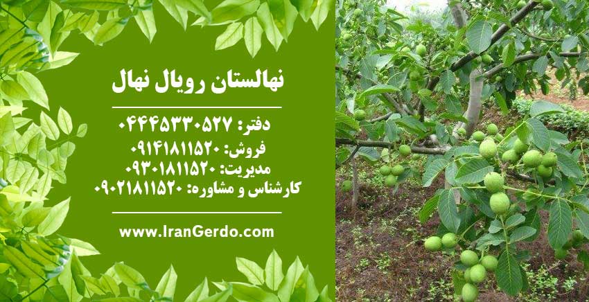 نهال گردو دماوند 