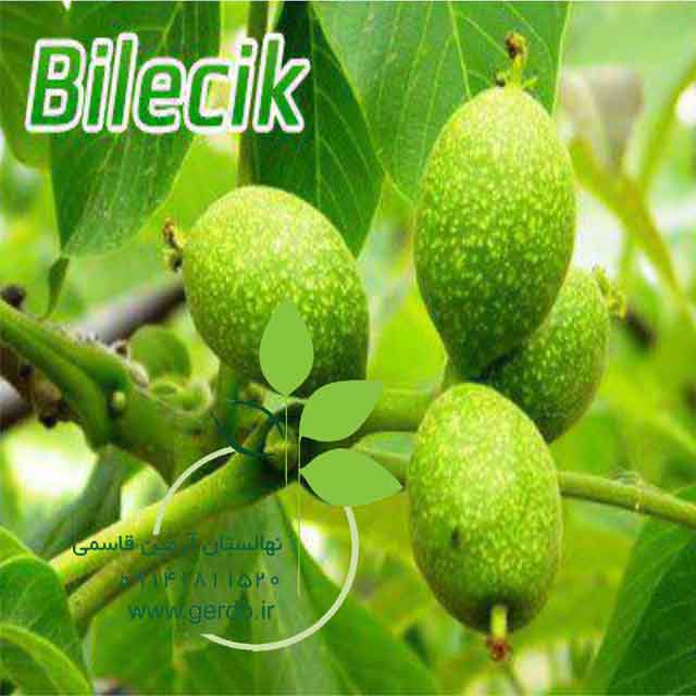 نهال گردو بیلچک 