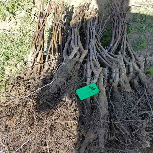 نهال گردو بیلچک 