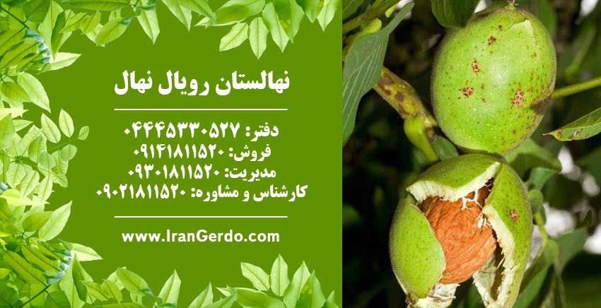 نهال گردو بیلچک 