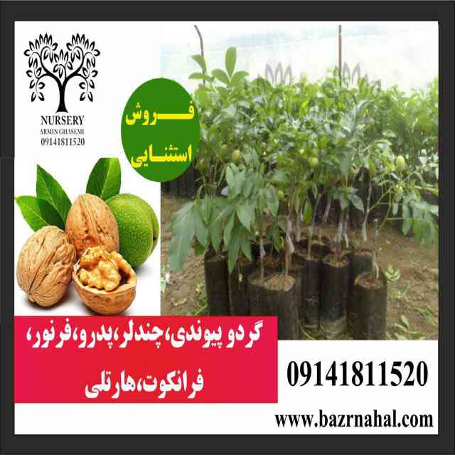 نهال گردو شبین 