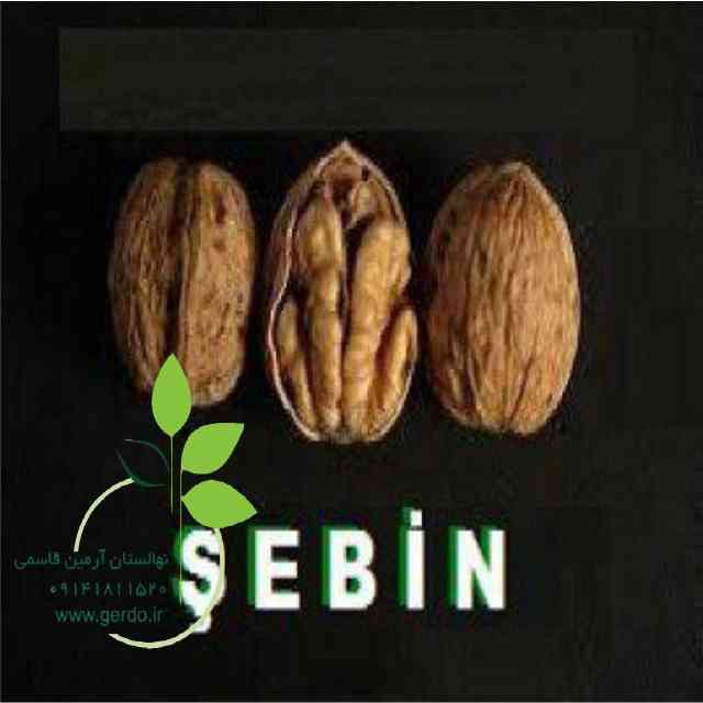 نهال گردو شبین 