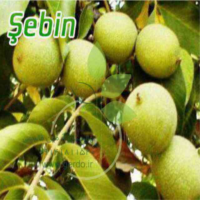 نهال گردو شبین 