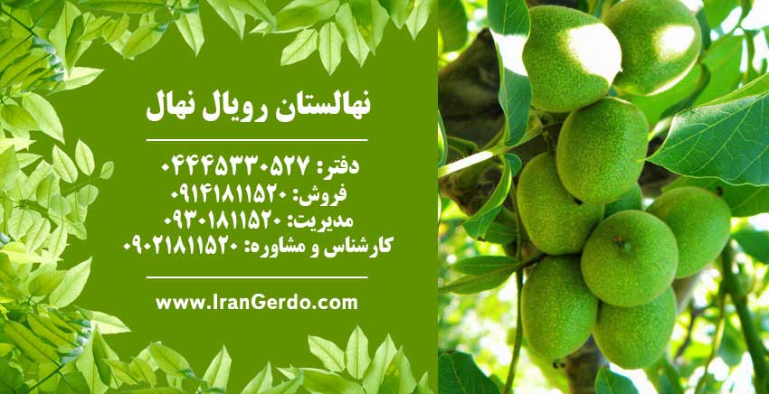 نهال گردو شبین 