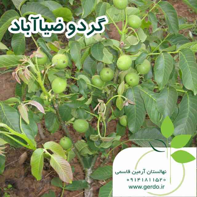 نهال گردو ضیاءآباد قودآقوز 