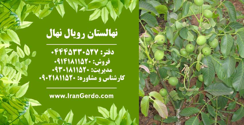 نهال گردو ضیاءآباد قودآقوز 