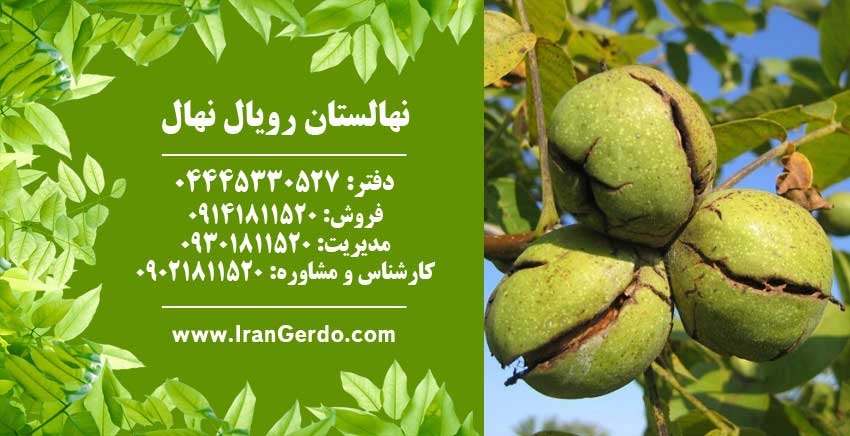نهال گردو تویسرکان 