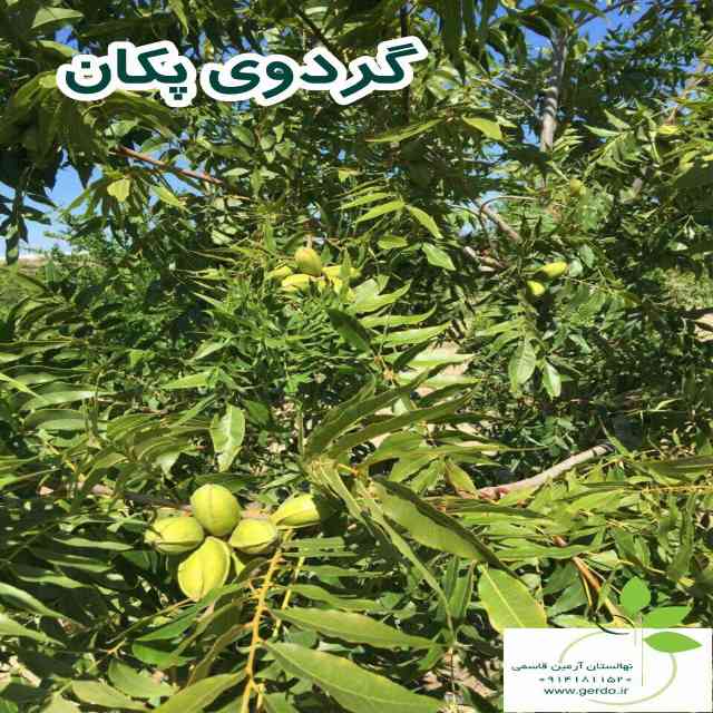 نهال گردو پکان آمریکایی 