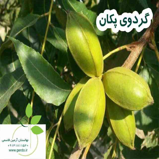نهال گردو پکان آمریکایی 