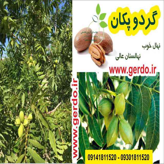 نهال گردو پکان آمریکایی 
