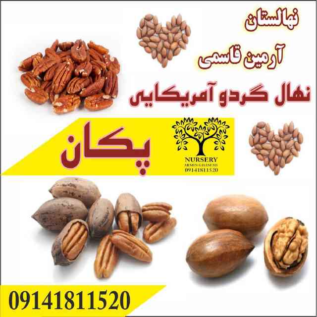 نهال گردو پکان آمریکایی 