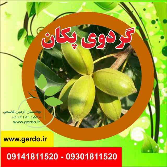 نهال گردو پکان آمریکایی 