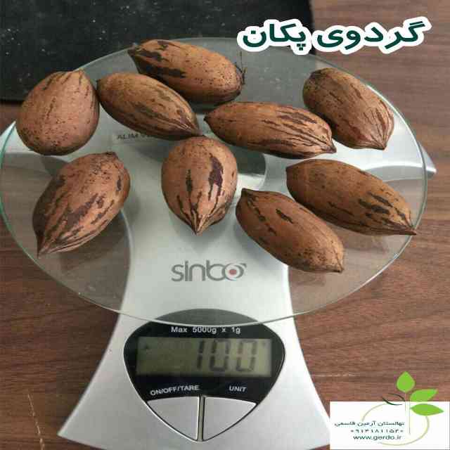 نهال گردو پکان آمریکایی 