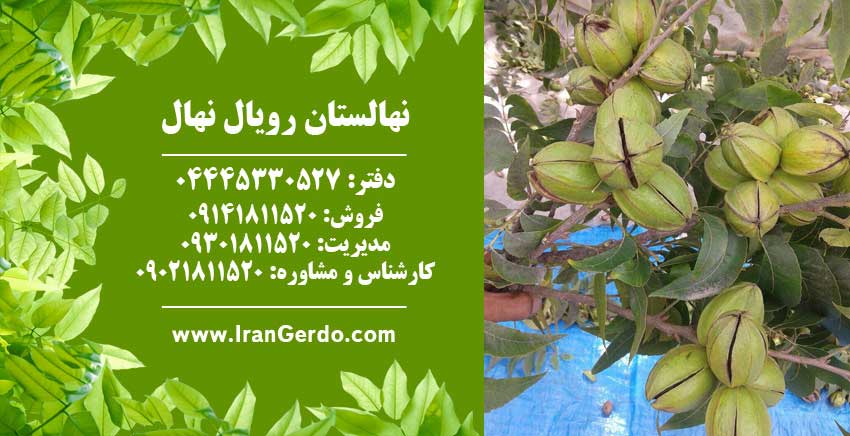 نهال گردو پکان آمریکایی 