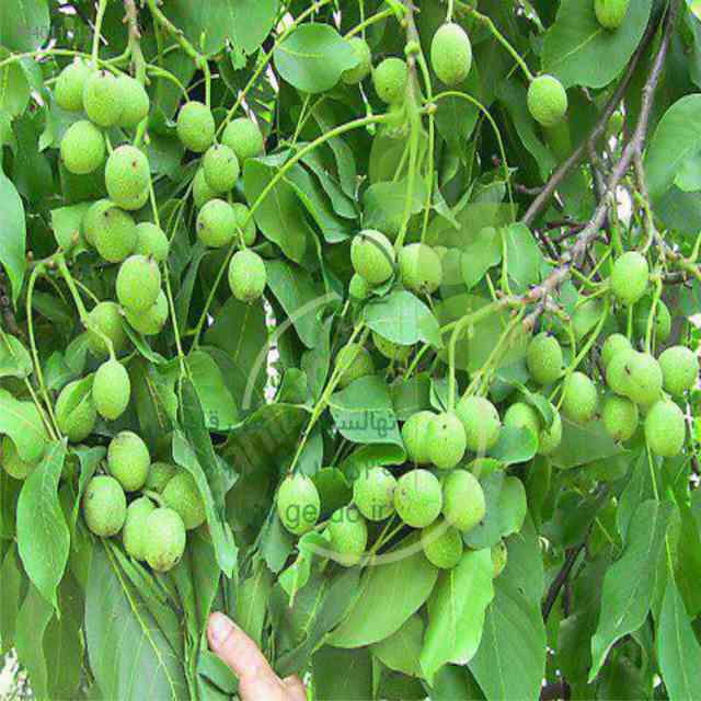 نهال گردو سجنو 