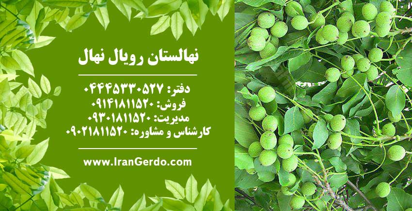 نهال گردو سجنو 