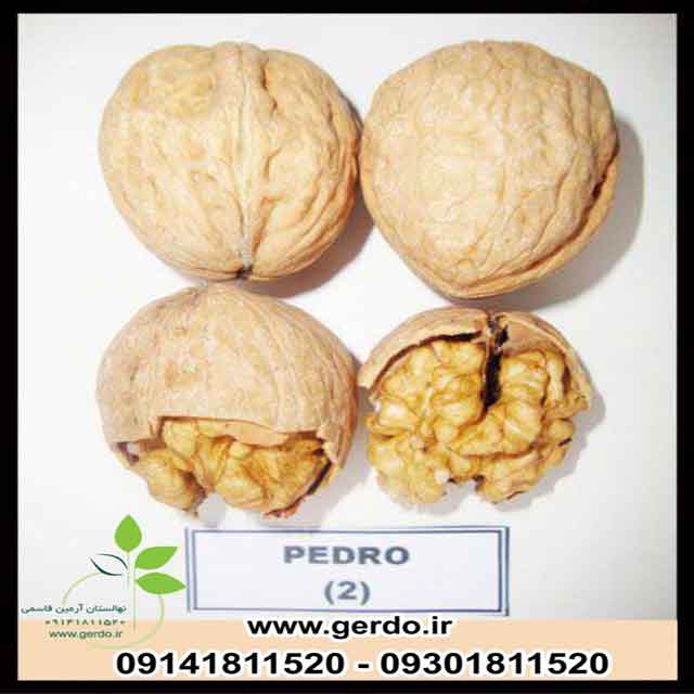 نهال گردو پدرو پیوندی 