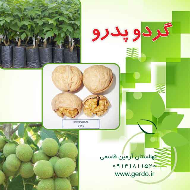 نهال گردو پدرو پیوندی 