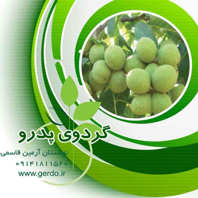 نهال گردو پدرو پیوندی