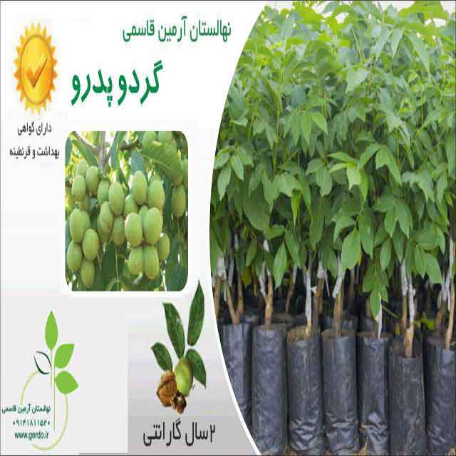 نهال گردو پدرو پیوندی