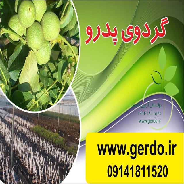 نهال گردو پدرو پیوندی