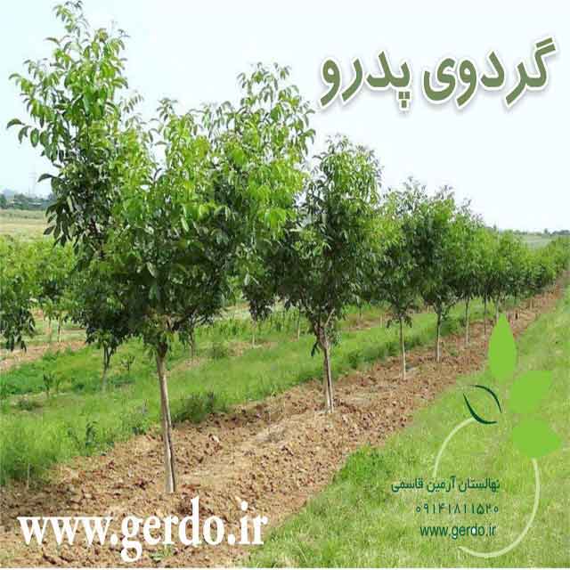 نهال گردو پدرو پیوندی