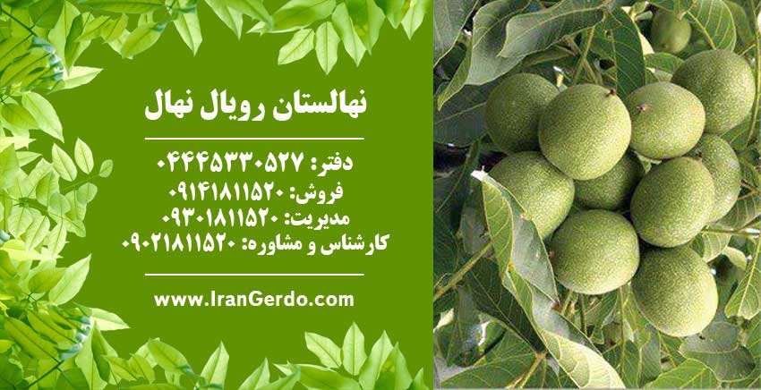 نهال گردو پدرو پیوندی 
