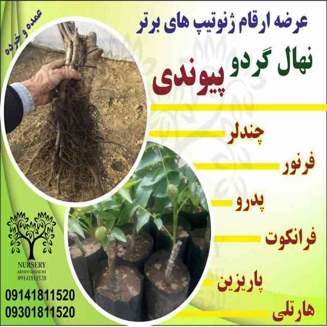 نهال گردو پاريزين 