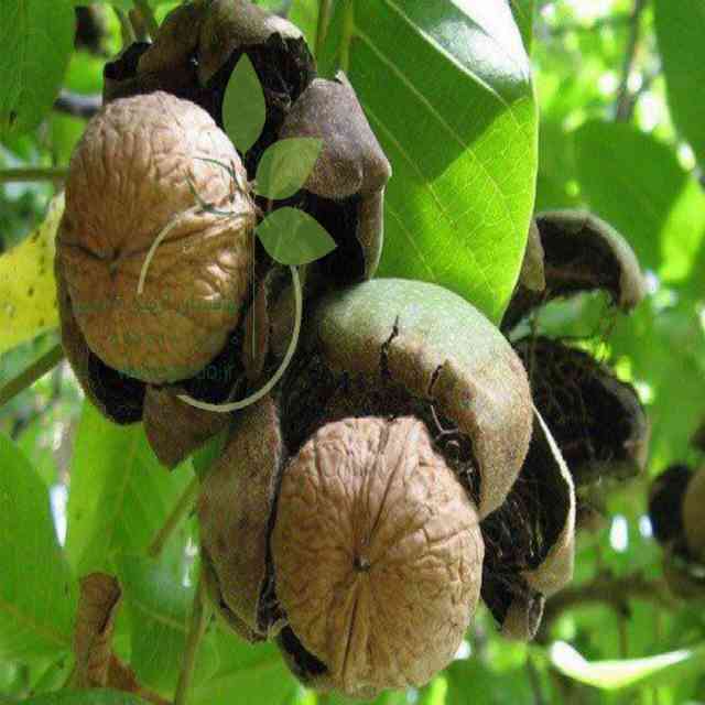 نهال گردو پاريزين 