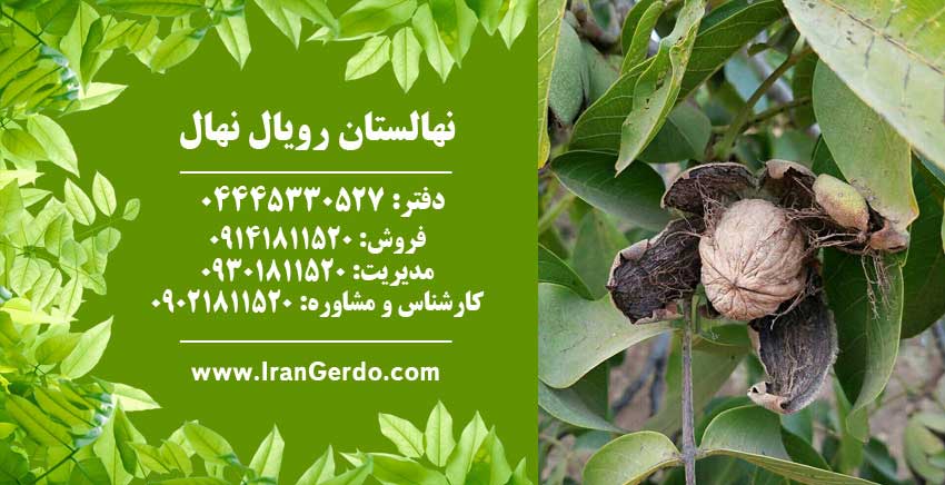 نهال گردو پاریزین
