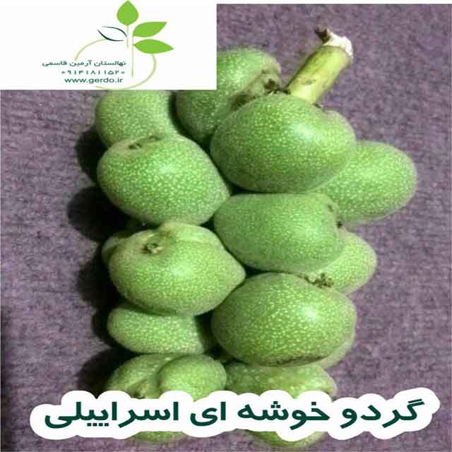 نهال گردو خوشه ای اسرائیلی 
