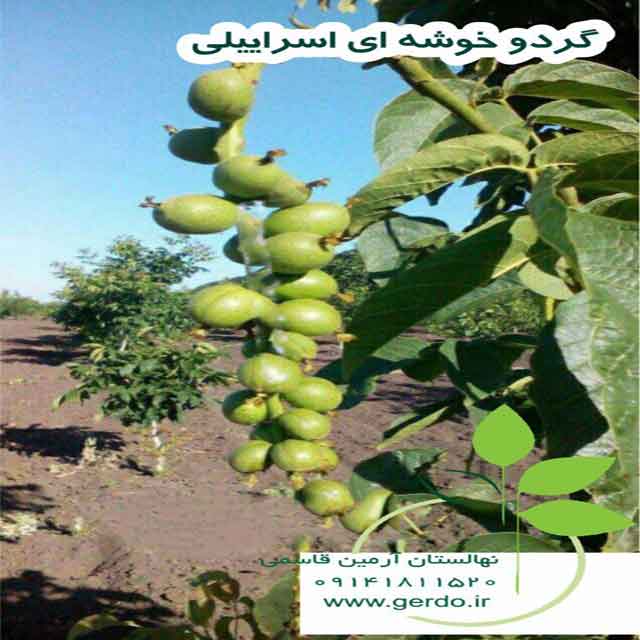 نهال گردو خوشه ای اسرائیلی 