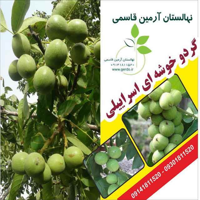 نهال گردو خوشه ای اسرائیلی 